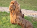 Photo: Sussex spaniel (Dog standard)