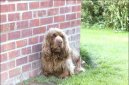 Photo: Sussex spaniel (Dog standard)