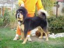 Photo: Tibetan Mastiff (Dog standard)