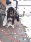 Photo: Tibetan Mastiff (Dog standard)