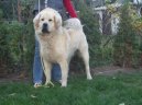 Photo: Tibetan Mastiff (Dog standard)