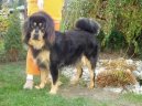 Photo: Tibetan Mastiff (Dog standard)