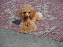 Photo: Toy poodle (Dog standard)