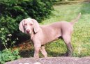 Photos: Weimaraner (Dog standard) (pictures, images)