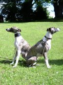 Photo: Whippet (Dog standard)