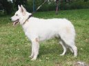 Photo: White swiss shepherd dog (Dog standard)