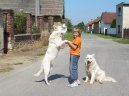 Photo: White swiss shepherd dog (Dog standard)