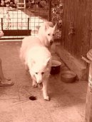 Photo: White swiss shepherd dog (Dog standard)