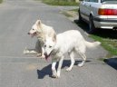 Photo: White swiss shepherd dog (Dog standard)