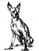 Photo: Xoloitzcuintle (Dog standard)