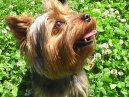 Photo: Yorkshire terrier (Dog standard)